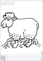 coloriage-mouton-3